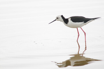 Pied stilt Himantopus leucocephalus. Hoopers Inlet. Otago Peninsula. Otago. South Island. New Zealand.