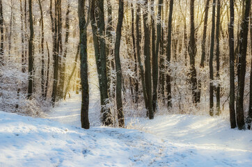 Winter sunny forest, tree trunks and everything in snow and yellow sun