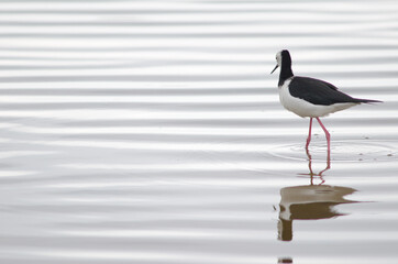 Pied stilt Himantopus leucocephalus. Hoopers Inlet. Otago Peninsula. Otago. South Island. New Zealand.