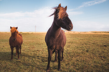 Icelandic horses (Equus ferus caballus) in Southern Iceland near the small town of Vik.
