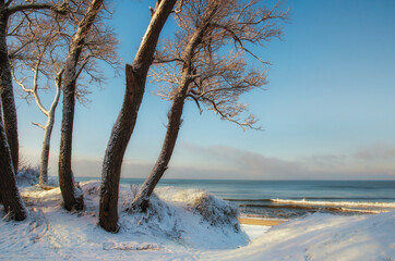 Winter sunny forest on the coast, tree trunks, all covered in snow, blue sea