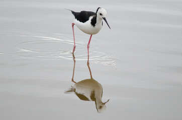 Pied stilt Himantopus leucocephalus. Hoopers Inlet. Otago Peninsula. Otago. South Island. New Zealand.