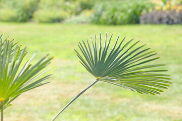 palm leaves on background of green grass