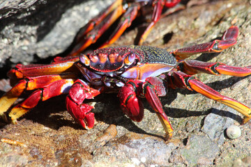 rote_Klippenkrabbe