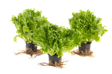Fototapeta premium iceberg lettuce in the pot with the roots of white background. Side view, without shadow