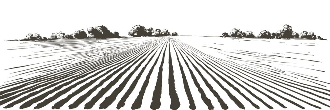 Vector farm field landscape. Furrows pattern in a plowed prepared for crops planting. Vintage realistic engraving sketch illustration.