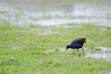 Australasian swamphen Porphyrio melanotus searching for food. Otago Peninsula. Otago. South Island. New Zealand.