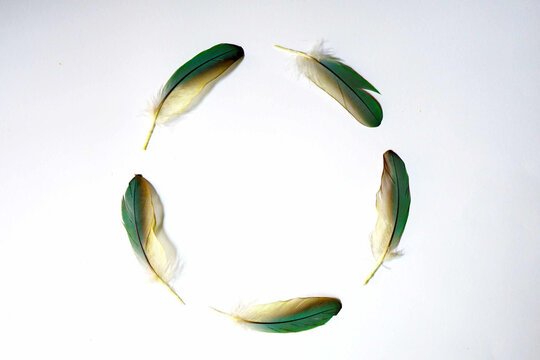 The feathers from the green-cheeked conures parrot's wings form a circular shape.