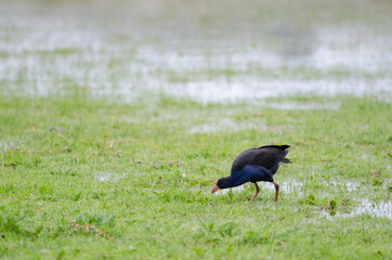 Australasian swamphen Porphyrio melanotus searching for food. Otago Peninsula. Otago. South Island. New Zealand.
