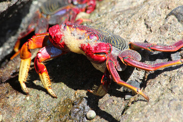 rote_Klippenkrabbe