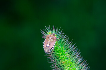 shieldbug inhabit wild plants in North China