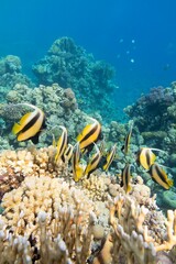 Fototapeta na wymiar Colorful coral reef at the bottom of tropical sea, shoal of Schooling bannerfish, underwater landscape