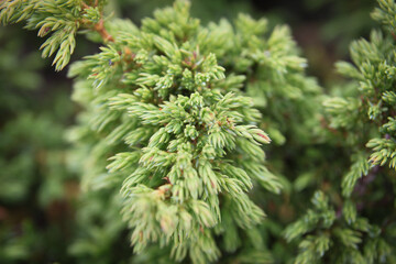 Fototapeta na wymiar Close-up of a juniper branch. Small green needles of an evergreen plant. Natural green background.