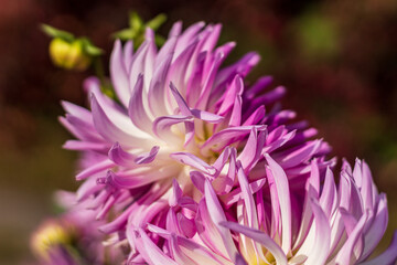 Multi - colored (white-yellow-violet-rose) cactus dahlia close up in the October Morning.on the side.2020