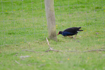 Australasian swamphen Porphyrio melanotus trying to cross a fence. Otago Peninsula. Otago. South Island. New Zealand.
