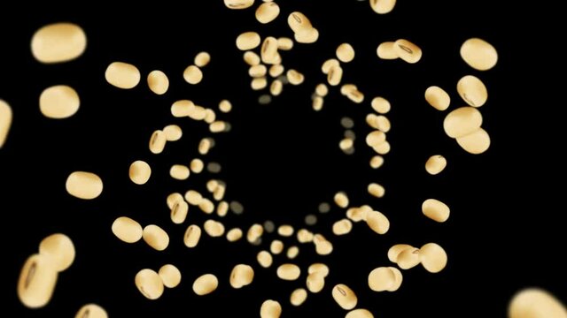 Flying many soybeans on black background. Light brown grains. Soya bean and soja. Healthy food. 3D loop animation of soy beans rotating.