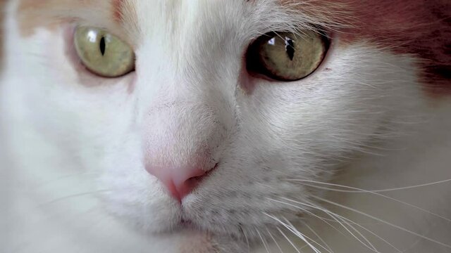 The look of a white cat with green eyes