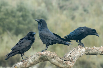 crow, the most intelligent bird, perched on a branch