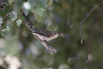 Small beautiful bird.