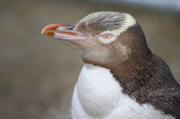 Yellow-eyed penguin Megadyptes antipodes. Adult under controlled conditions. Yellow-Eyed Penguin Reserve. Otago Peninsula. South Island. New Zealand.