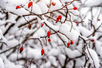 Snow-covered dogrose branches in the winter forest
