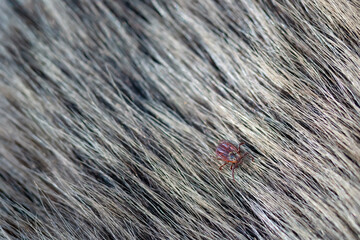 Close up of American dog tick crawling animal fur. These arachnids a most active in spring and can be careers of Lyme disease or encephalitis. Nobody