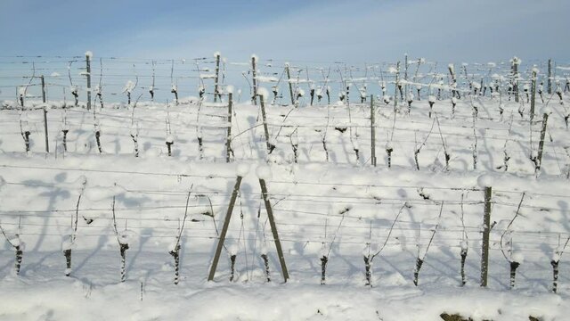 Vineyard Trellis Covered With Snow During Winter In Zell-Weierbach In Offenburg, Germany. - aerial