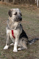 Young Romanian crossbreed dog - Ciobanesc Romanesc Carpatin crossbreed