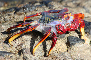 rote_Klippenkrabbe