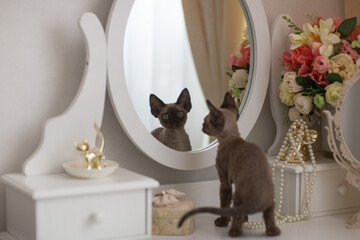 kitten devonrex looks in the mirror and sees its reflection 
