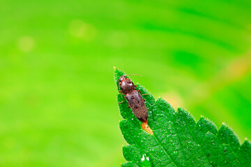 Carapace lives on wild plants, North China