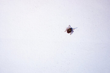 Mature American dog tick crawling on white background. These arachnids a most active in spring and can be careers of Lyme disease or encephalitis