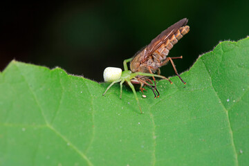 Green crab spider preys on Tabanidae insects in the wild, North China