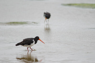 South Island oystercatcher Haematopus finschi. Hoopers Inlet. Otago Peninsula. Otago. South Island. New Zealand.
