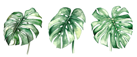 Naklejka na ściany i meble Watercolor monstera tropical leaves illustration