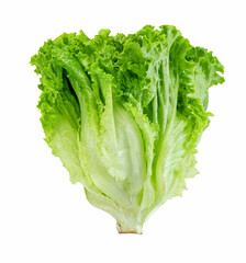 Lettuce leaf isolated on white background ,Green leaves pattern ,Salad ingredient