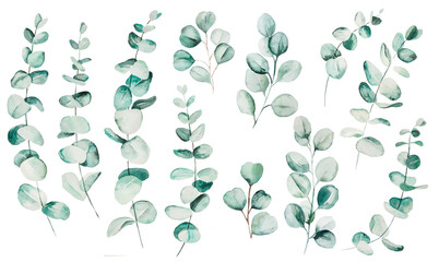 Fototapeta Watercolor eucaliptus leaves set illustration obraz
