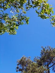 leaves against blue sky