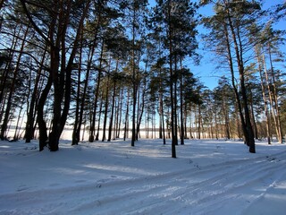 Las sosnowy  zasypany śniegiem w okolicach Włodawy Polska śnieg zasypał drogę polną słoneczny dzięń błękit nieba