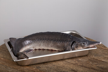 raw whole sturgeon fish on wooden table  