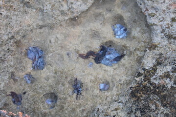 jellyfish on the beach