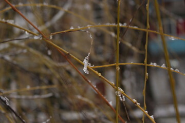 
Raindrops froze on thin tree branches and turned into an ice crust