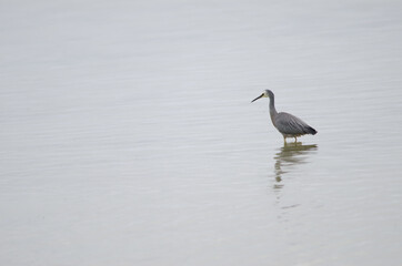 White-faced heron Egretta novaehollandiae. Hoopers Inlet. Otago Peninsula. Otago. South Island. New Zealand.