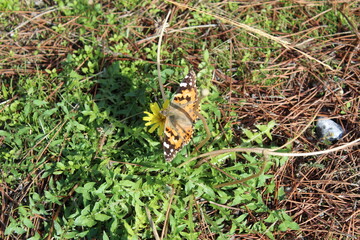 butterfly on leaf