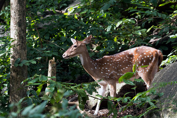 Close up of Female Spotted deer standing behind stone in forest with sunshine. Animal wild life