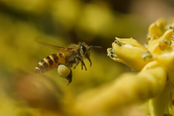 bee on yellow flower