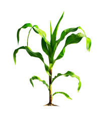 Corn plant isolated on a white background with clipping paths for garden design