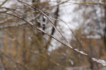 
Raindrops froze on thin tree branches and turned into an ice crust