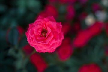 Fototapeta na wymiar red rose in garden