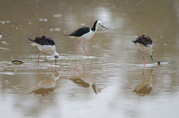 Pied stilts Himantopus leucocephalus. Two juveniles and one adult. Hoopers Inlet. Otago Peninsula. Otago. South Island. New Zealand.